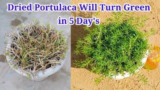 February Work in Portulaca Plant | Portulaca Plant Grow and Care | Moss Rose |9o'clock