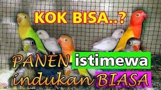 Panen Lovebird indukan biasa keluar warna istimewa || BAMIS LOVEBIRD farm