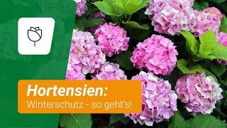 Hortensien überwintern: Diese Punkte müsst ihr beachten️️