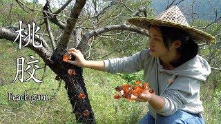 Taoyuan picks a peach gum, a pot of peach gum dessert, have you eaten it?