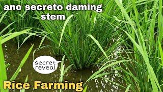 RICE FARMING : ANO SECRETO PARA DUMAMI ANG STEM (gipi) NG PALAY | Jo Wel