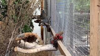 Калифорнийский перепел в вольере, california crested quail