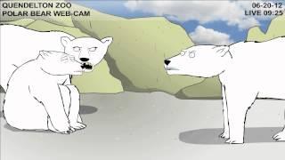 Teen Polar Bear Cam