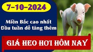 Giá heo hơi hôm nay 7/10/2024 – Miền Bắc đầu tuần dự báo tăng