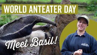 Meet Basil! World Anteater Day