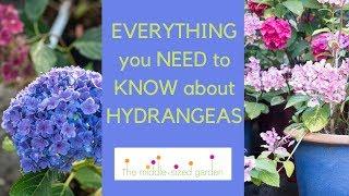 Hydrangeas - everything you need to know about growing hydrangeas in your garden