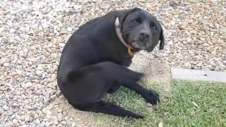 black lab scratching