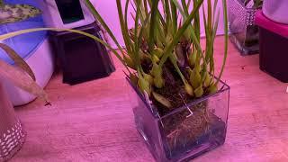 #CareCollab - Maxillaria tenuifolia - Water Culture