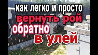 пчелы зароились,вышел рой, как вернуть рой обратно