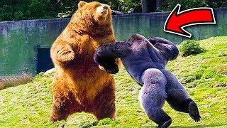 10 Most Aggressive Animals On The Planet