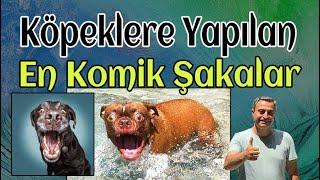 Köpeklere Yapılan İlginç ve Sıradışı Şakalar - The Funniest Dog Pranks