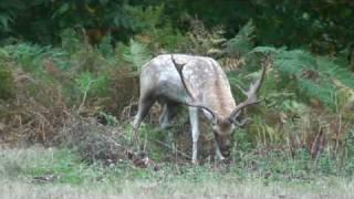 Fallow Deer Parallel Walk D