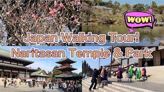 Japan Travel/Walking Tour of Naritasan Shinshoji Temple and Naritasan Park /Elegant plum blossom