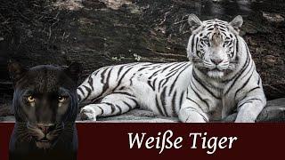 Weiße Tiger (Panthera Tigris Tigris)