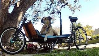 Ollie (my dog) Riding a Cargo Bicycle