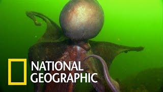 現實中的克蘇魯：北太平洋巨型章魚《國家地理》雜誌