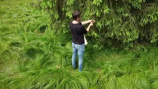 Maiwipferl Fichtenwipfel Maiwipfel Ernte in Schönau Rottal-Inn Drohnen Video