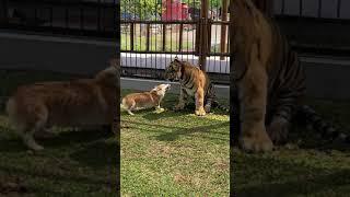 Cute Corgi plays with tiger friend!