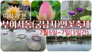 미리 가 본 부여서동(궁남지) 연꽃축제(7월5일~7일(3일간),  아름답게 핀 연꽃과 수련