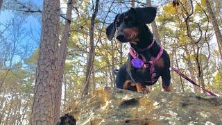 A day in my life- a Miniature dachshund- first hike