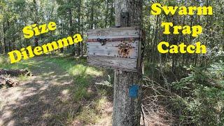 Catching a Swarm In My Trap | Finally a Swarm Video