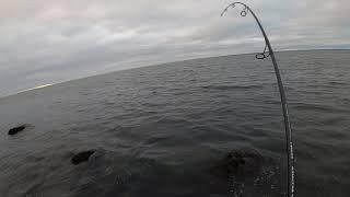 Big Beach Fish on Approaching Storm!