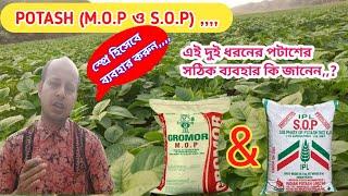 পটাশ স্প্রে হিসেবে ব্যবহার || Potash Fertilizer Foliar Sprey || M.O.P || S.O.P