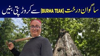 ساگوان درخت سے کروڑپتی بنیں  (BURMA TEAK)  | Sagwan (ساگوان) tree farming in Pakistan