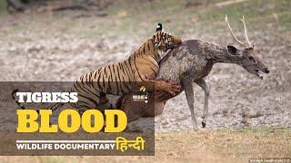 Tigress Blood - Wildest Asia, हिन्दी डॉक्यूमेंट्री । Wildlife documentary in hindi