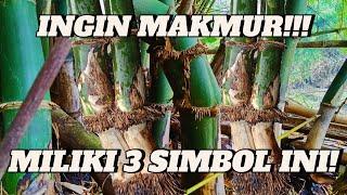 BILA MELIHAT BAMBU SEPERTI INI LANGSUNG POTONG BAWA PULANG!!!!