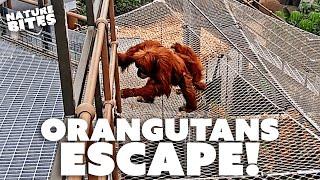 Orangutans ESCAPE Zoo Enclosure! | Secret Life of the Zoo | Nature Bites
