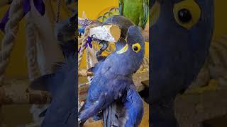 Гиацинтовый Ара Ромео   #гиацинтовыйара #parrot #какаду #birds #попугайара #майяартемьева #артемьева