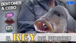 Pesca del DENTON a FONDO (2024)  con cebo  Asturias