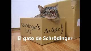 Paradoja gato Schrödinger