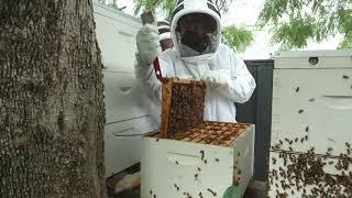 Bringing back BEES    PLUS Flow & Langstroth Hive Brood Inspections - Free Range Homestead Ep 88