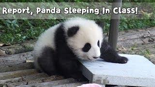 Report, Panda Sleeping In Class! | iPanda