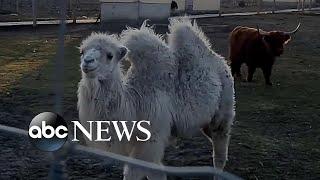 Ukrainians try rescuing zoo animals amid war