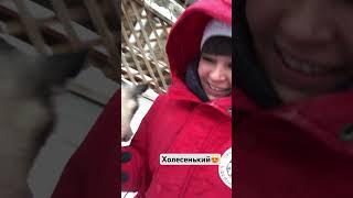 Хаски холесенькие  #алкострим #стрим #девушкастримит  #ZamiraTV