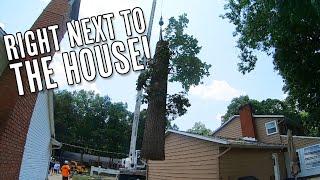 Using A Crane To Remove An Oak Tree