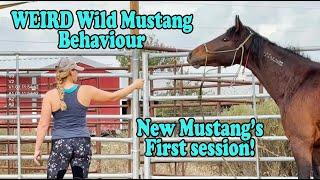 WEIRD Wild Mustang Behaviour | New Mustang Moose!