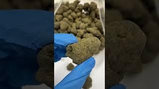 Moonrock Calao