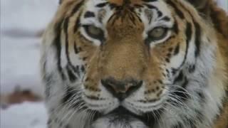 Siberian Tiger Quest  Wildlife Documentaries HD