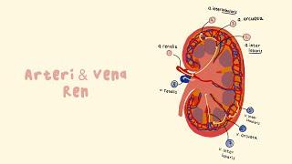 🫀 Anatomi Ren | Arteri Vena (Vaskularisasi) #Shorts