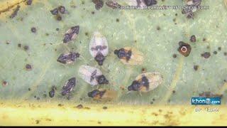 Avocado Lace Bug detected on Hawaii