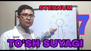 TO'SH SUYAGI / ГРУДИНА / STERNUM / ТУШ СУЯГИ / OSSA SUPRASTERNALIA