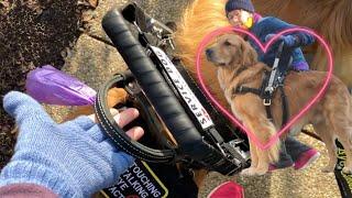 How My Service Dog's Harness Helps Me | Service Dog Vlog