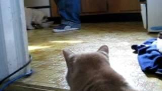 Rocco the fatcat confronts a canine intruder in his domain