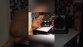 Funny Pets | 2024 Funny Dogs And Funny Cats Videos    #159