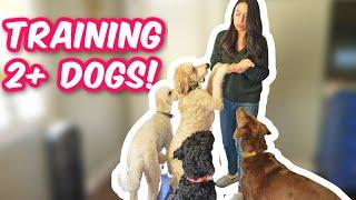 MULTIPLE Dogs At Home? Try these 3 EASY TIPS!