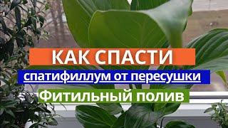  Как спасти спатифиллум от пересушки? Фитильный полив: опыт от новичка